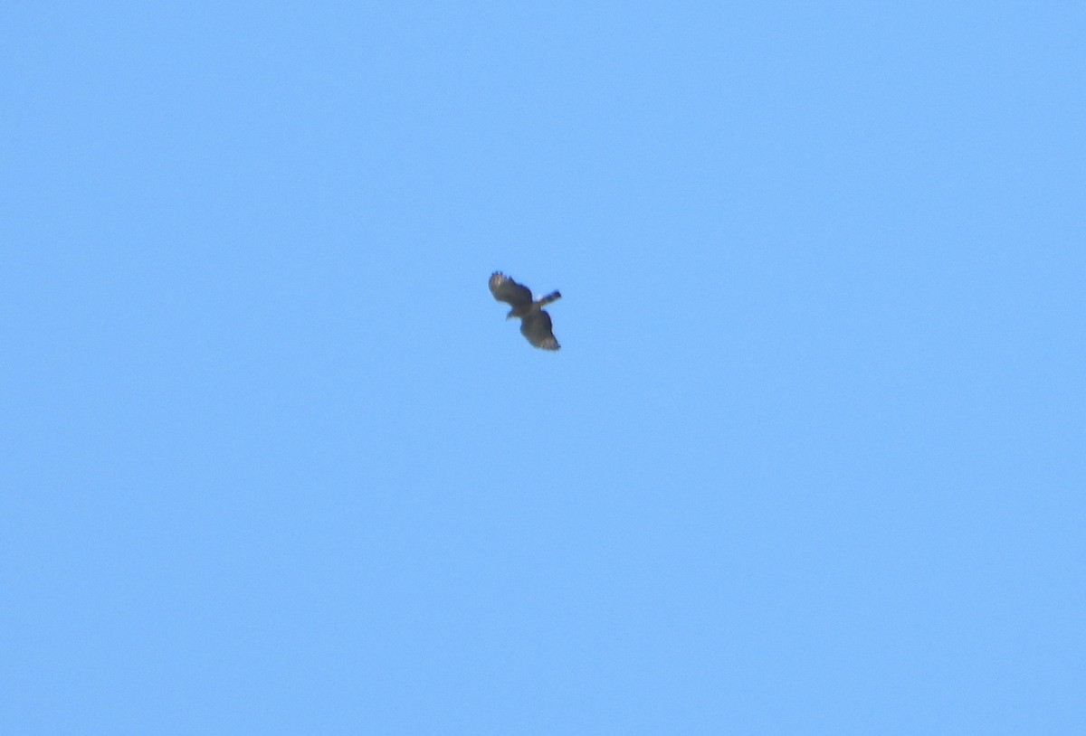 Hook-billed Kite - ML643394798