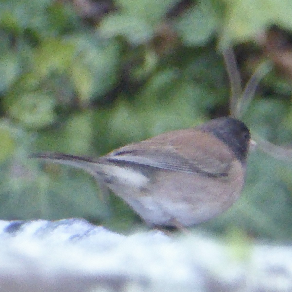 Dark-eyed Junco - ML643394807