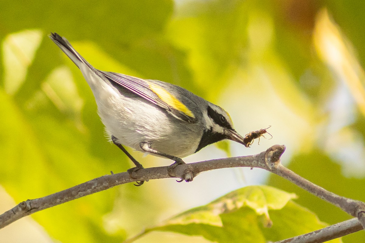 Golden-winged Warbler - ML643394815