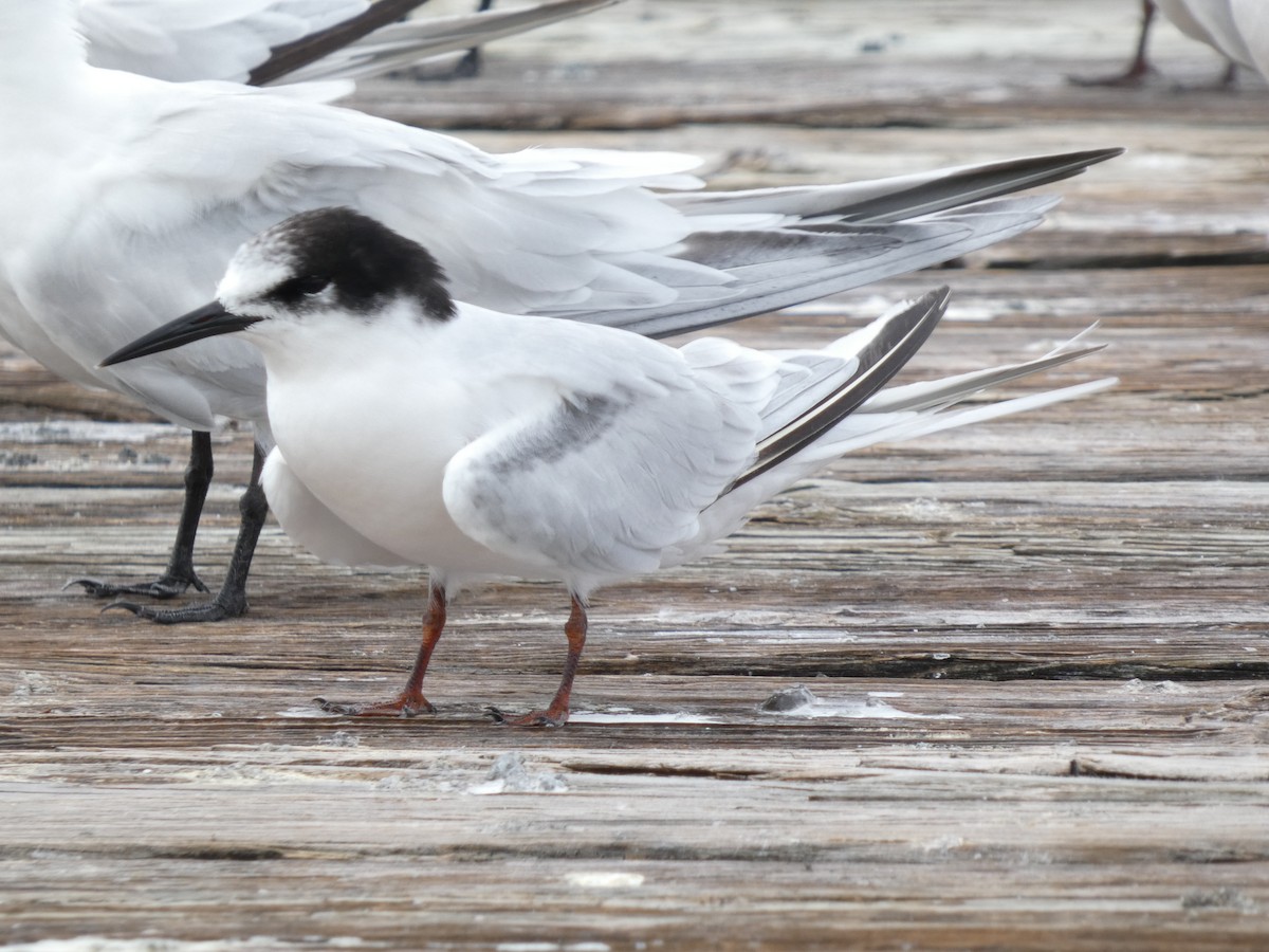 Roseate Tern - ML643394821