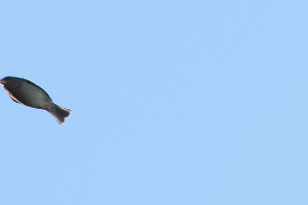 Dark-eyed Junco - ML643394822