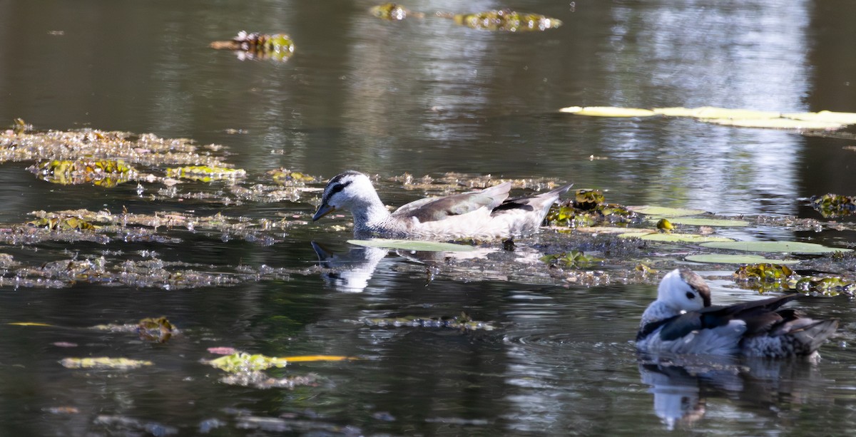 Cotton Pygmy-Goose - ML643394825