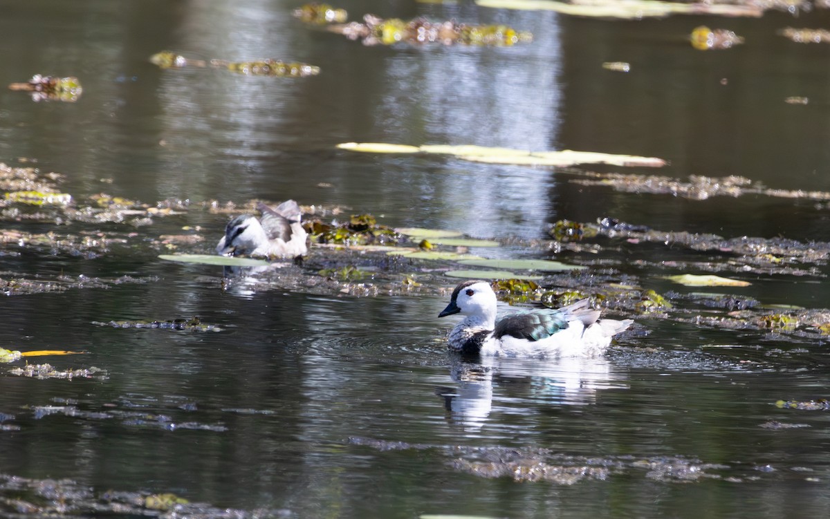 Cotton Pygmy-Goose - ML643394826