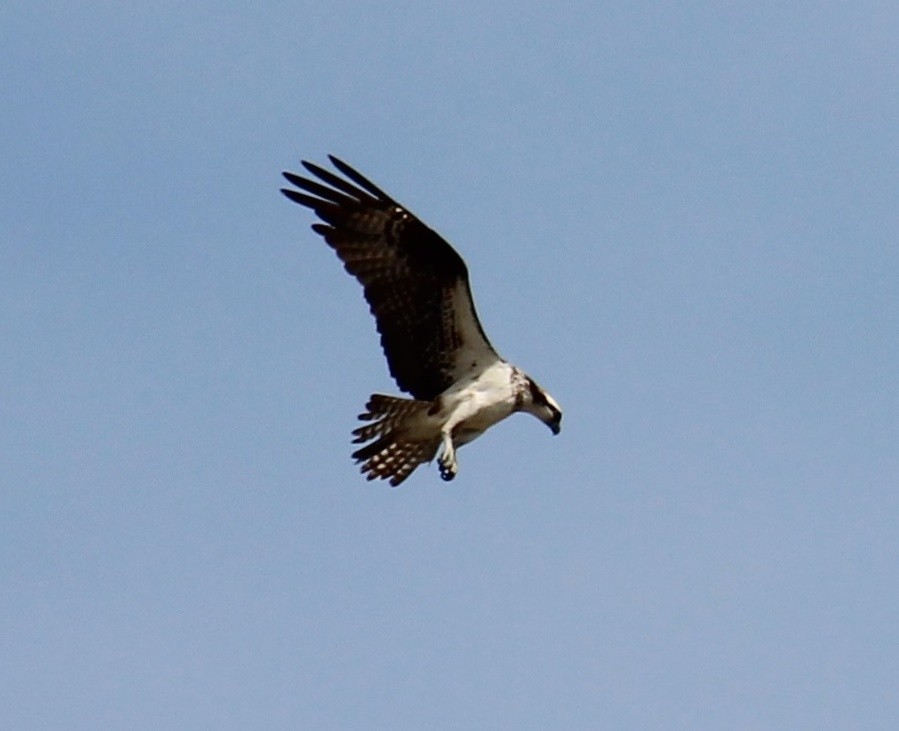 魚鷹 - ML643394833