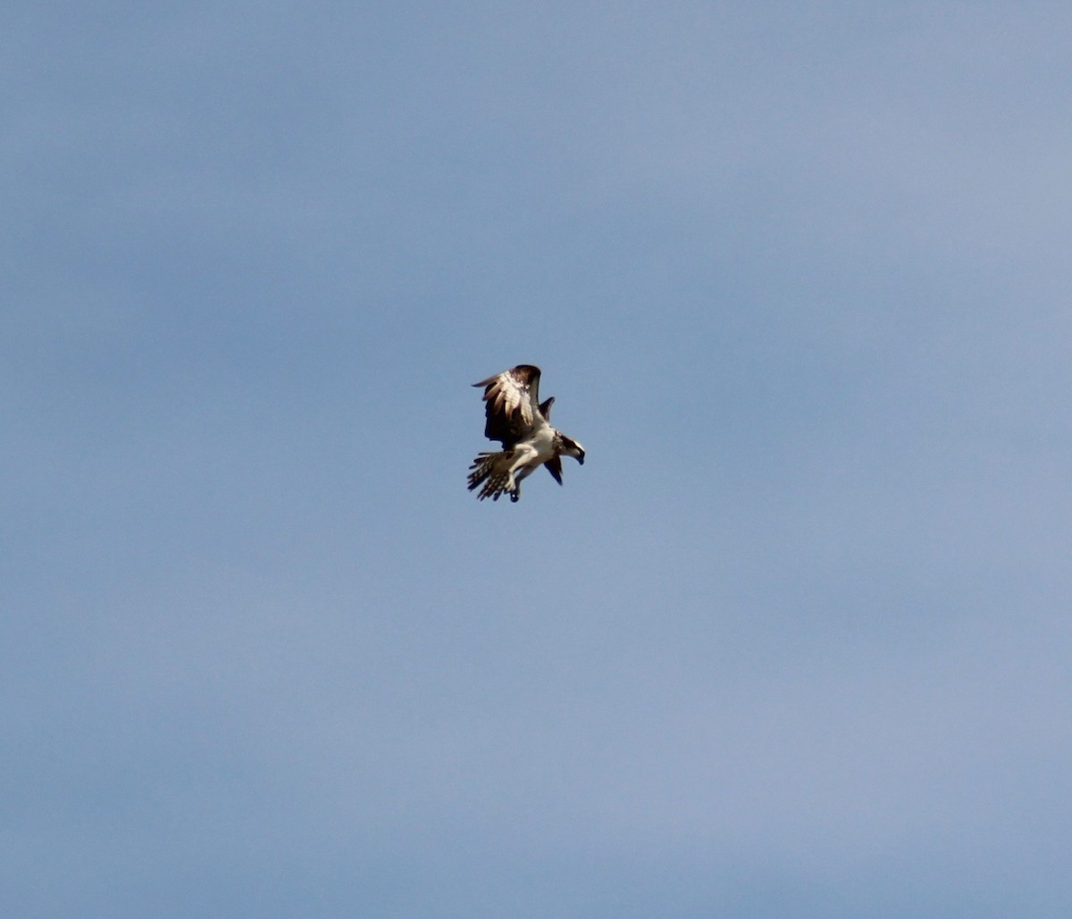 魚鷹 - ML643394834