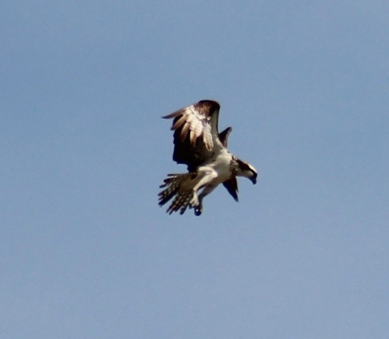 魚鷹 - ML643394835