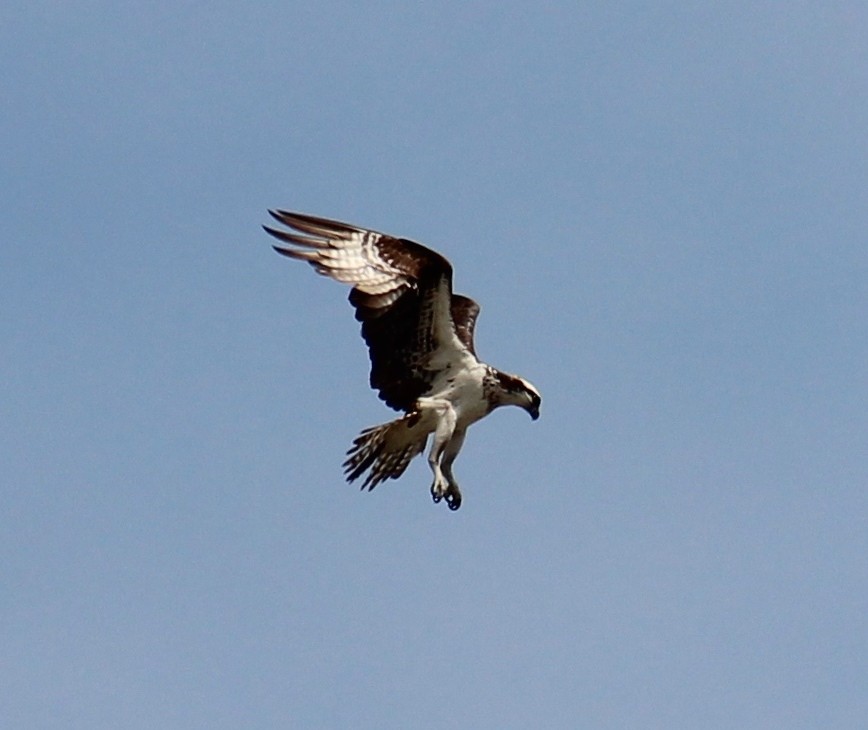 魚鷹 - ML643394836