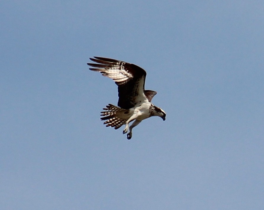 魚鷹 - ML643394837