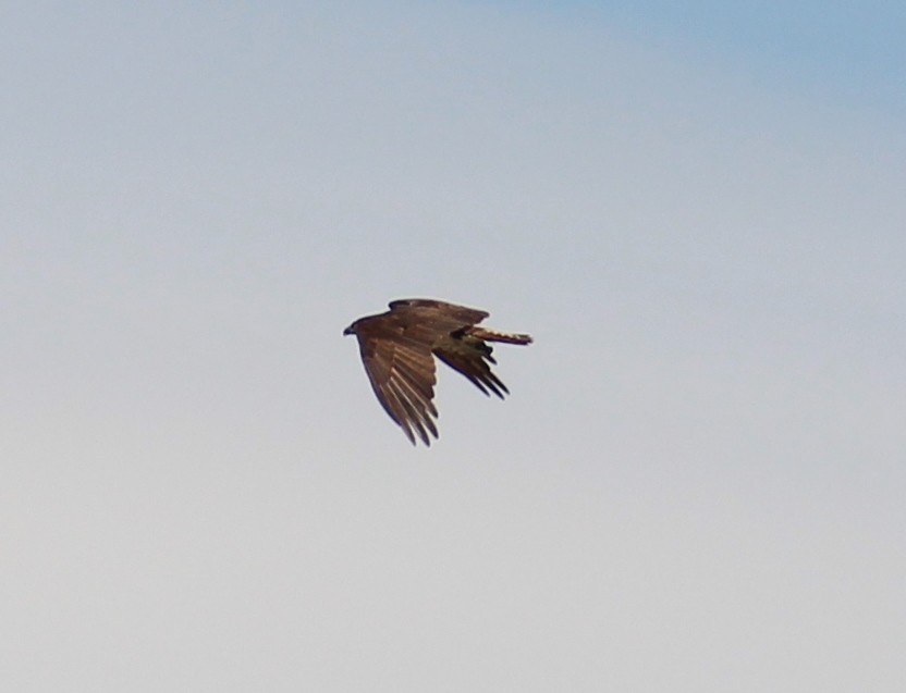 魚鷹 - ML643394840