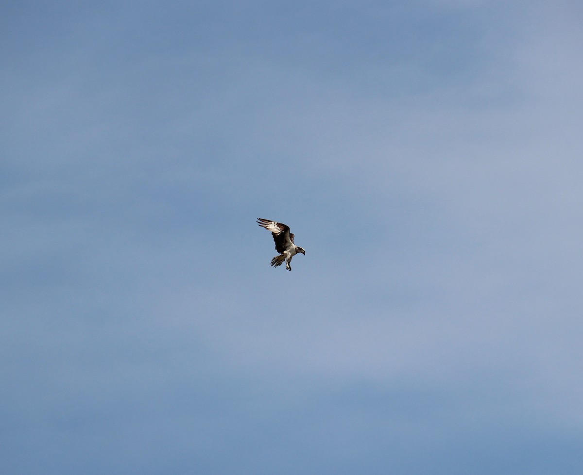 魚鷹 - ML643394845