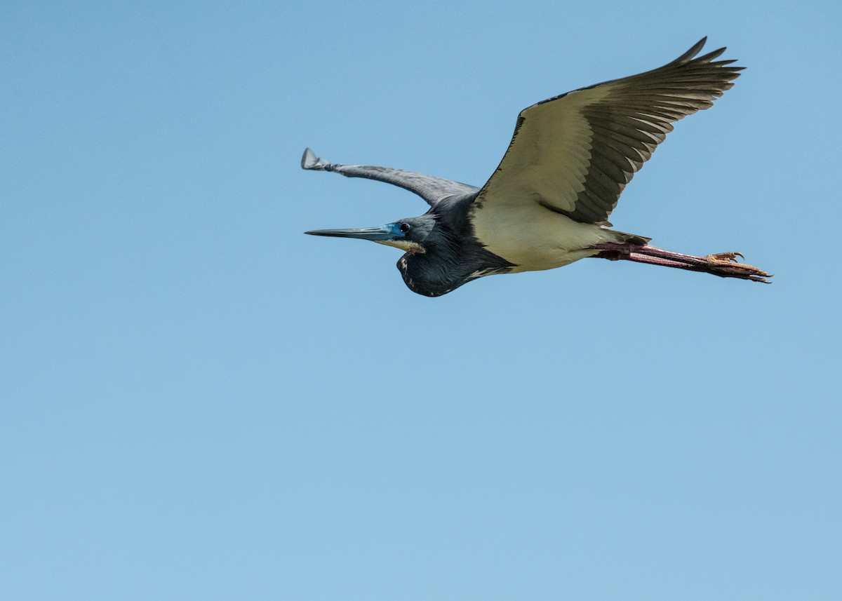 Tricolored Heron - ML643394846