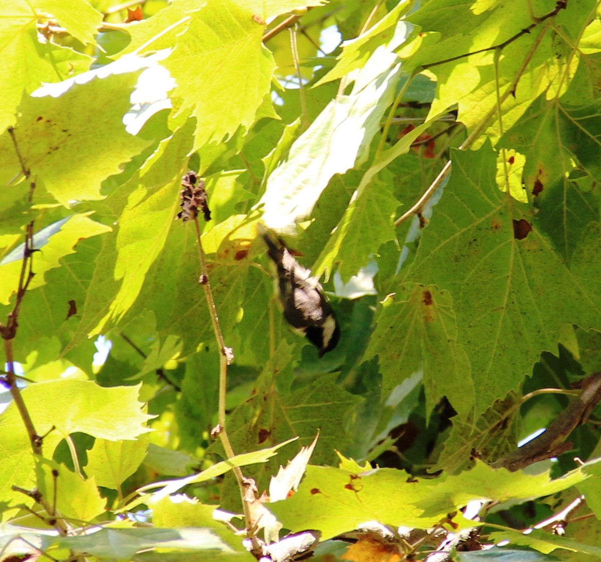 Carolina Chickadee - ML643394858