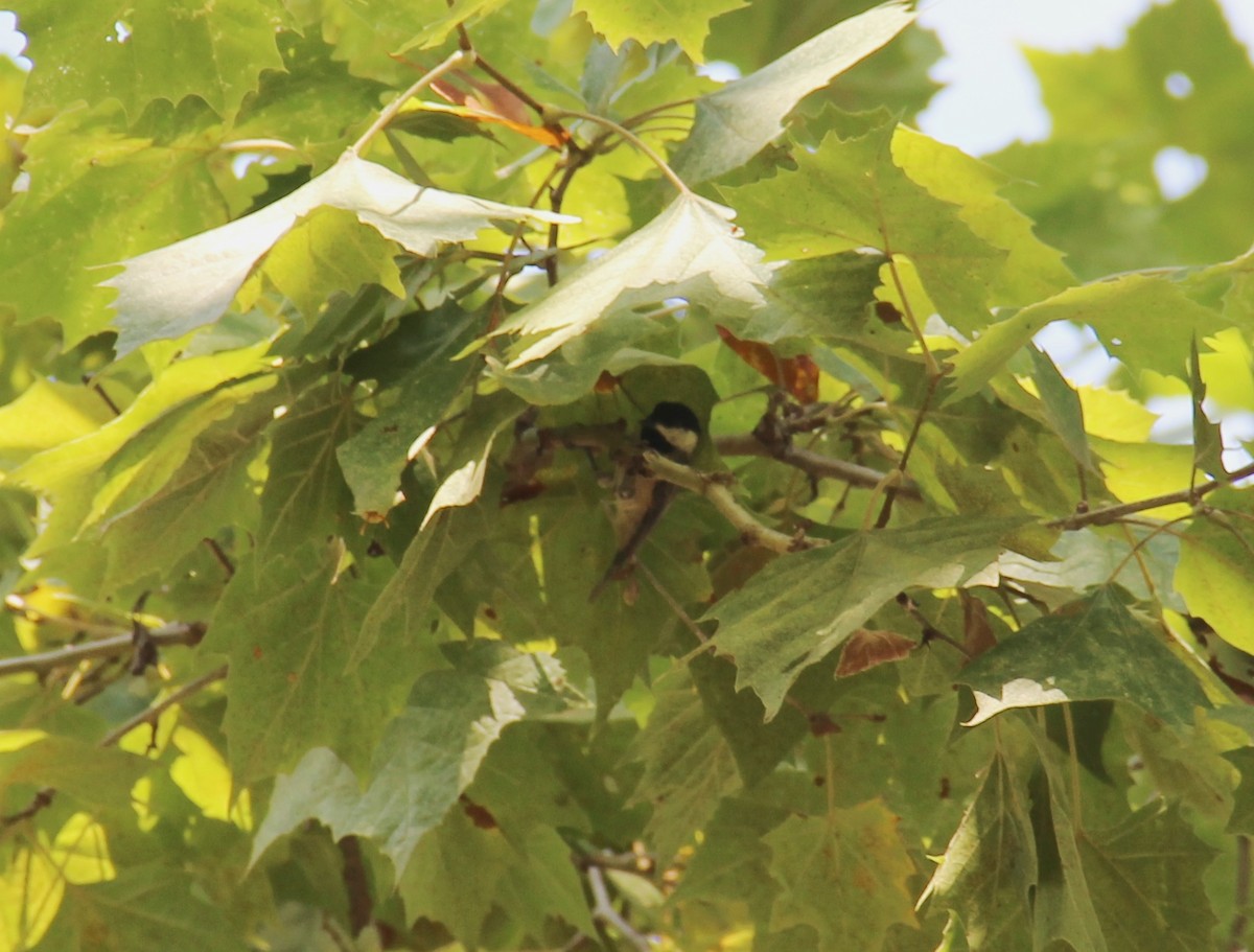 Carolina Chickadee - ML643394859