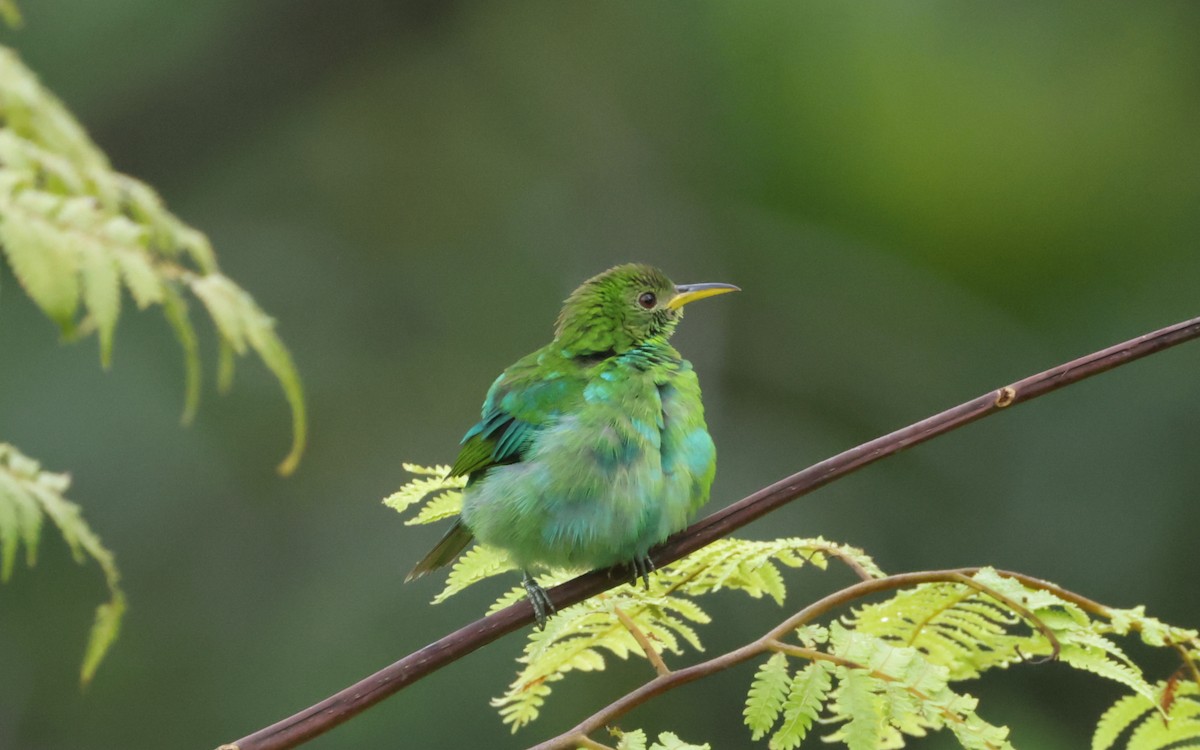 Green Honeycreeper - ML643394863