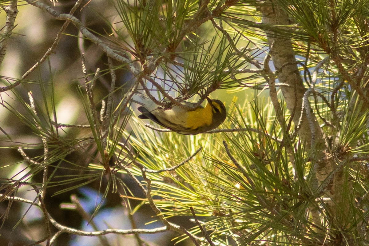 Grace's Warbler - ML643394879