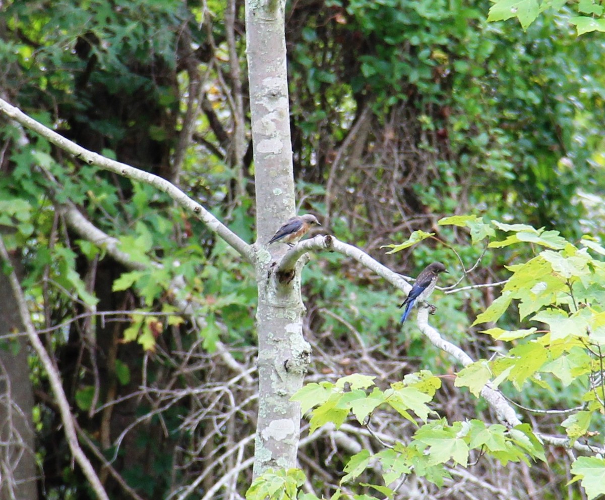 Eastern Bluebird - ML643394883