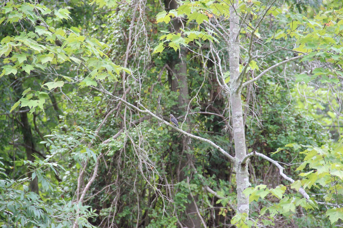 Eastern Bluebird - ML643394885