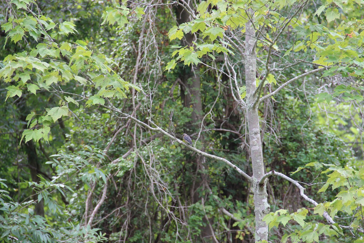 Eastern Bluebird - ML643394887