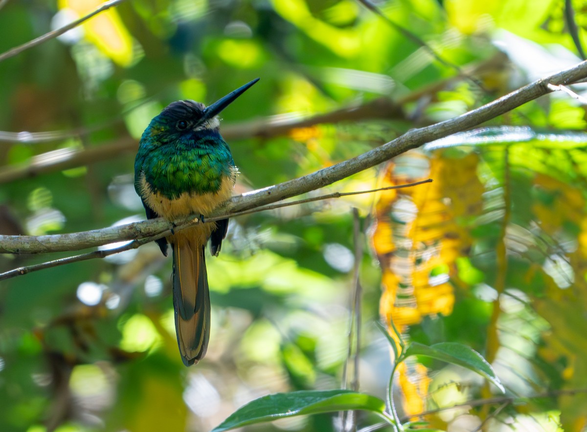 White-chinned Jacamar - ML643394897