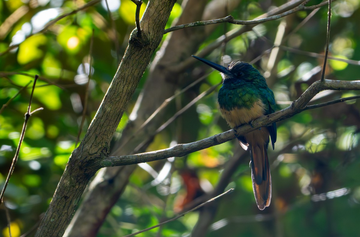 White-chinned Jacamar - ML643394898