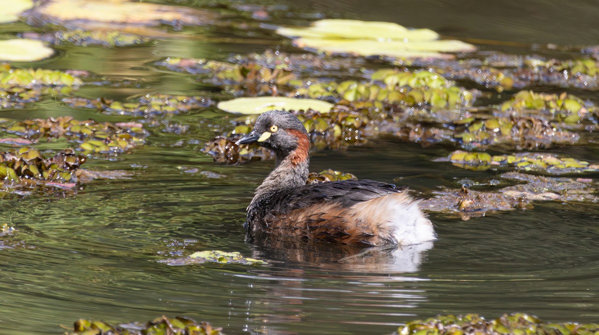 Australasian Grebe - ML643394902