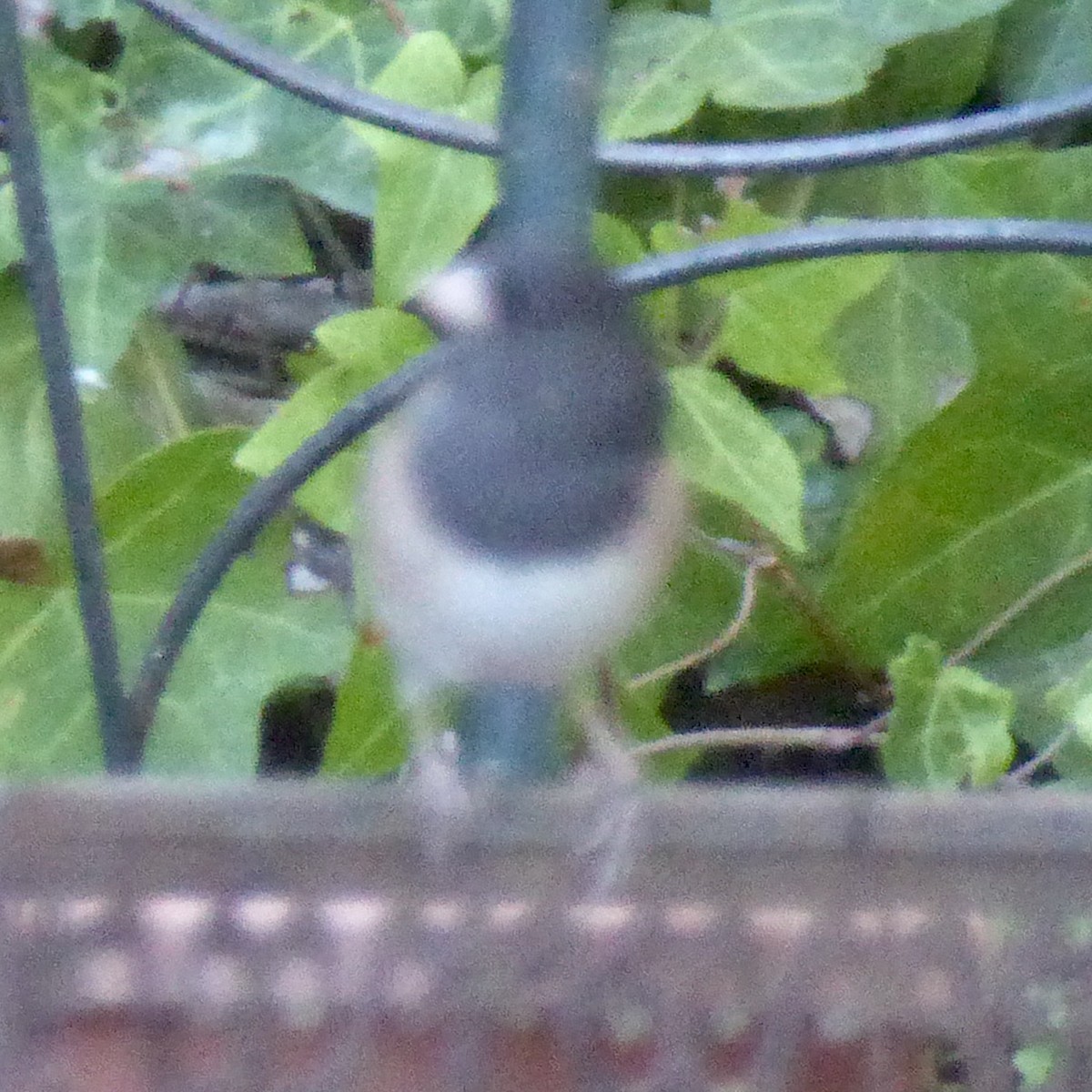Dark-eyed Junco - ML643394906