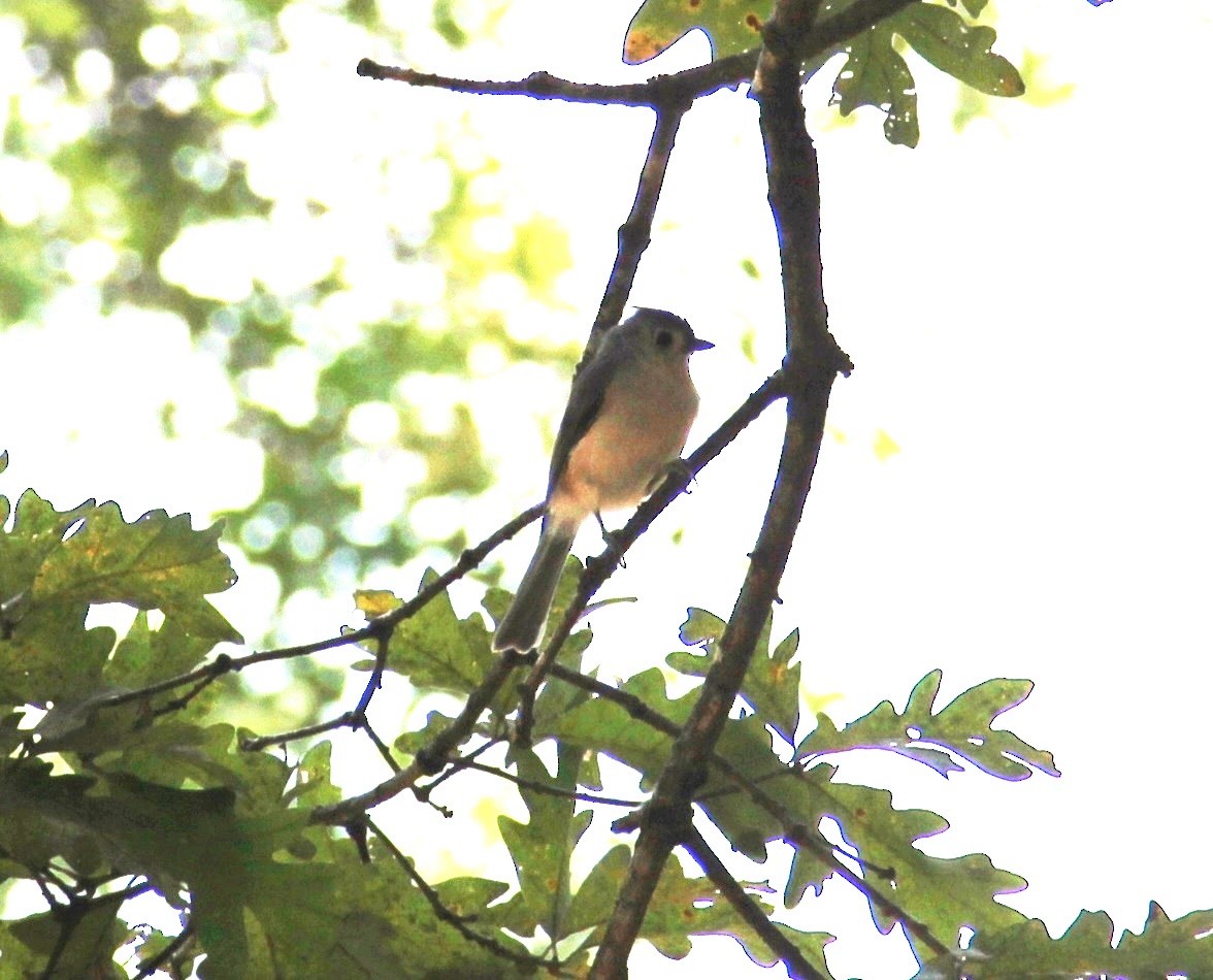 Tufted Titmouse - ML643394917
