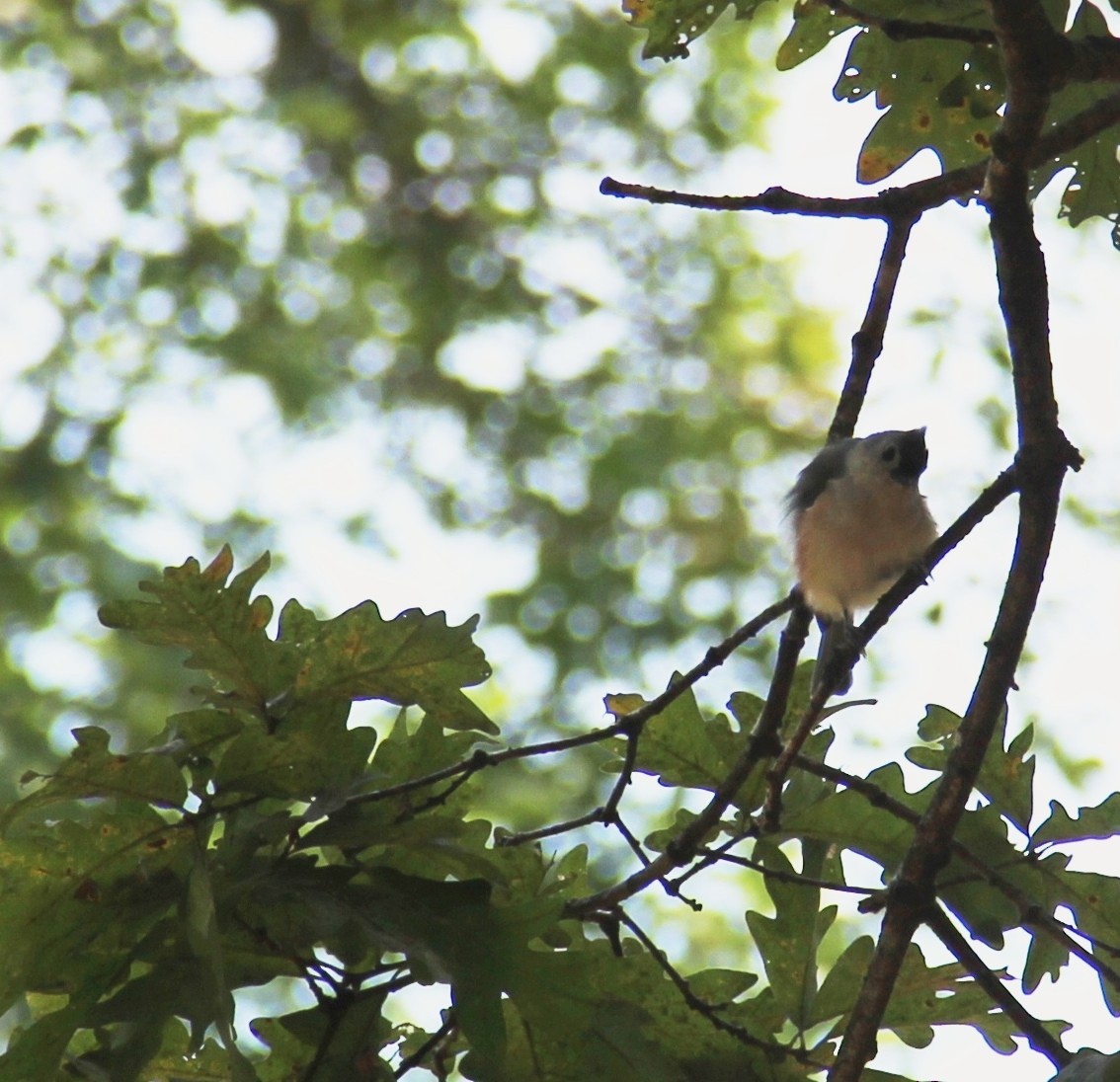 Tufted Titmouse - ML643394918