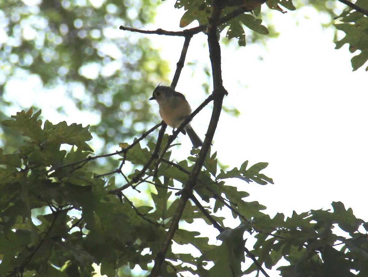 Tufted Titmouse - ML643394919