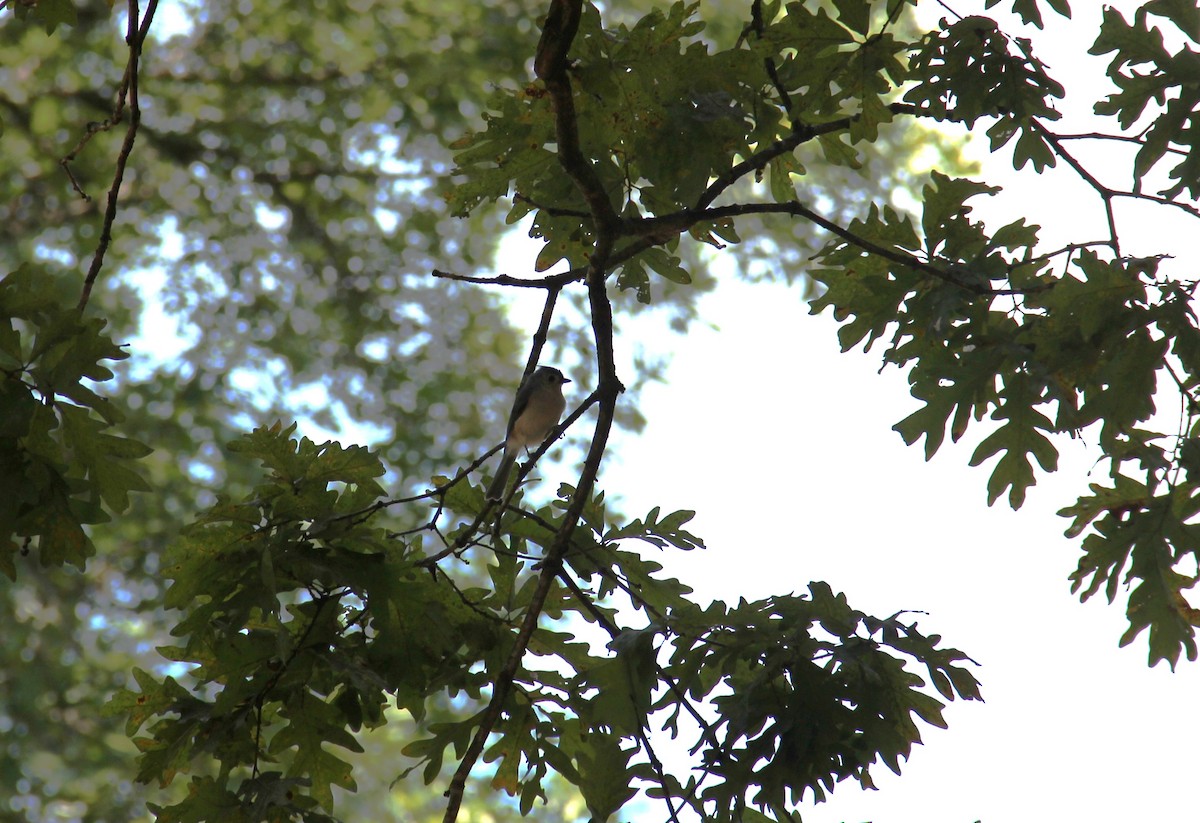 Tufted Titmouse - ML643394920