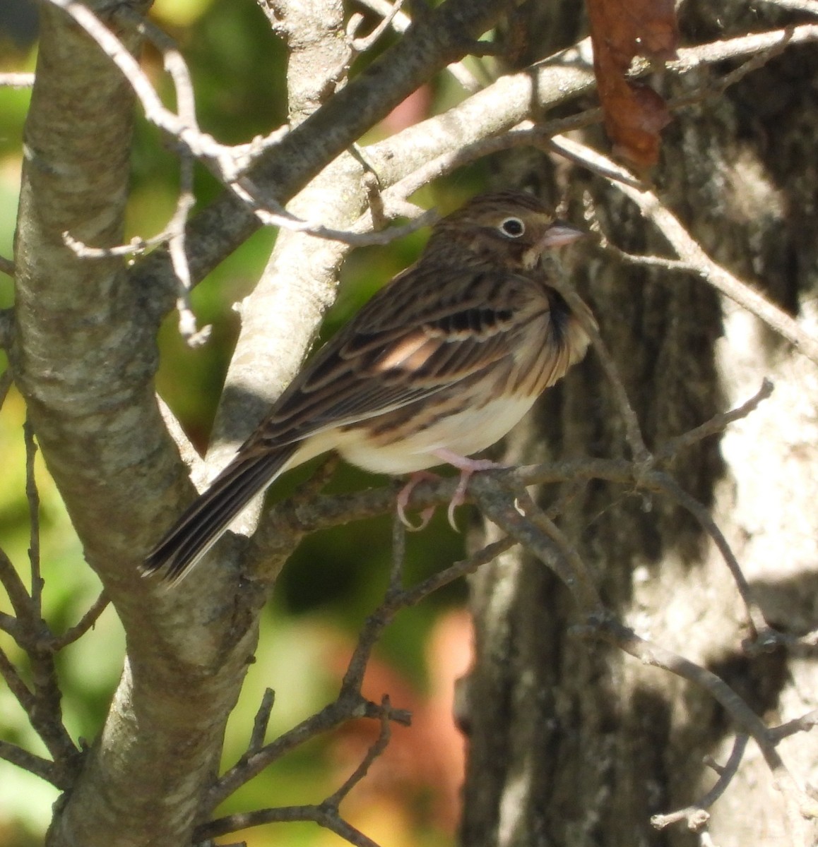 Vesper Sparrow - ML643394932