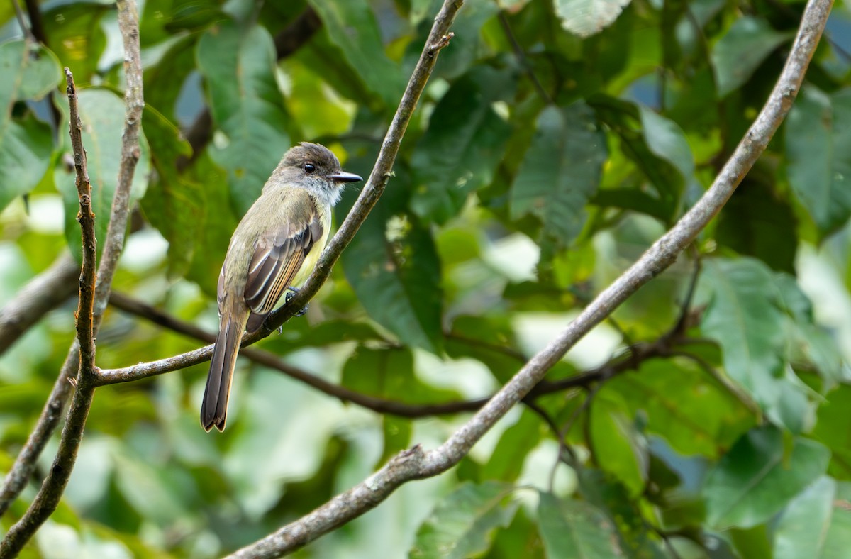 Dusky-capped Flycatcher - ML643394934