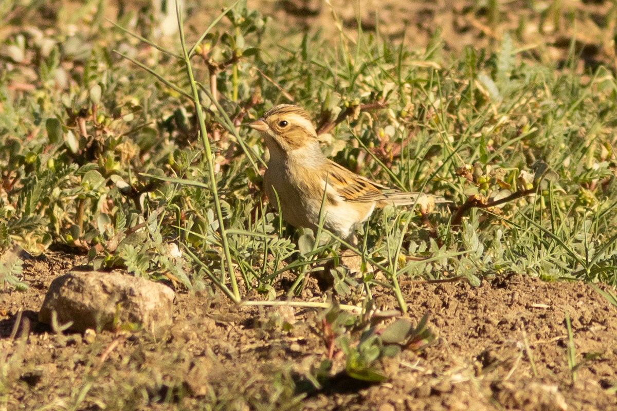 Clay-colored Sparrow - ML643394935