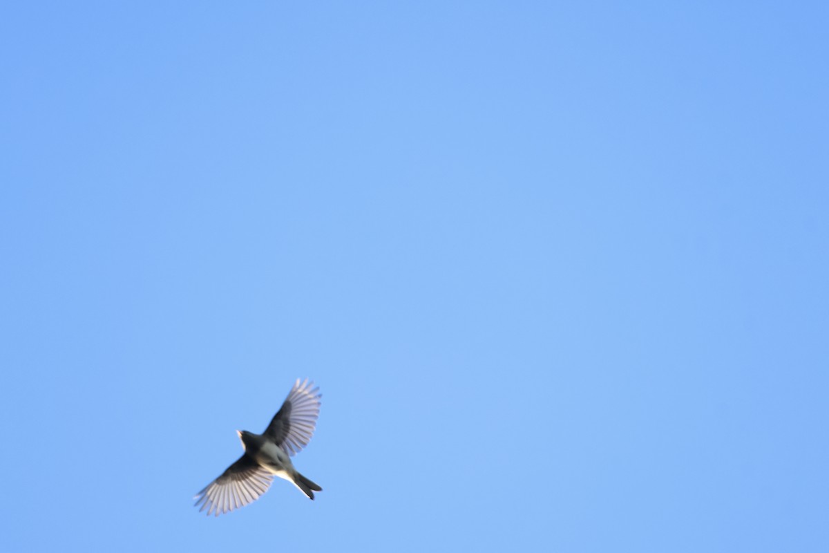 Dark-eyed Junco - ML643394937