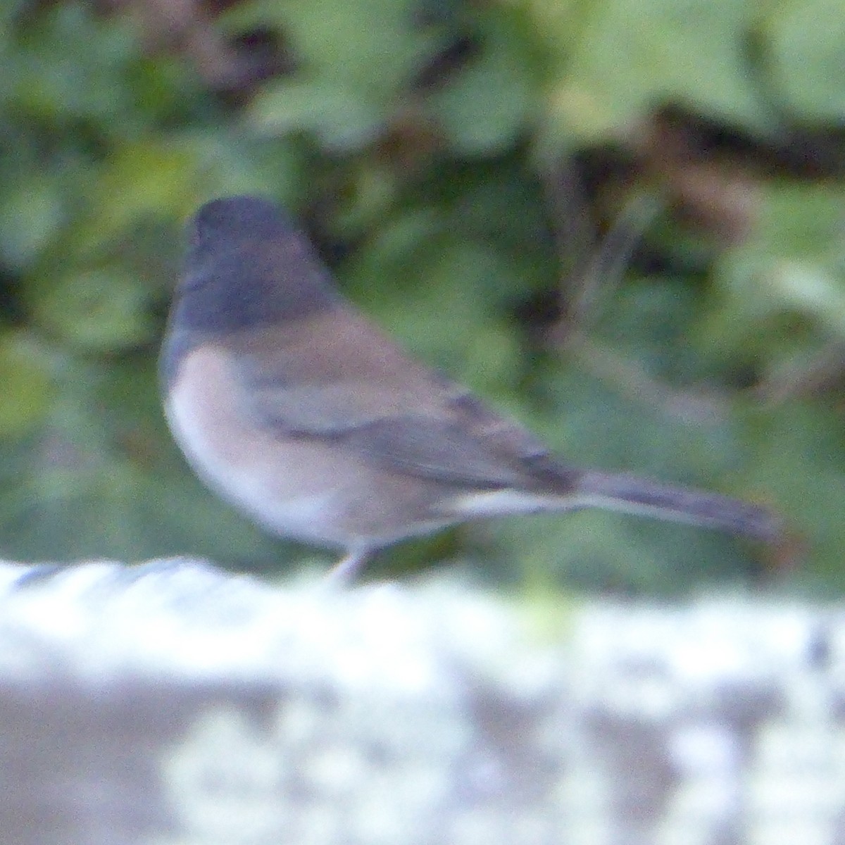Dark-eyed Junco - ML643394940