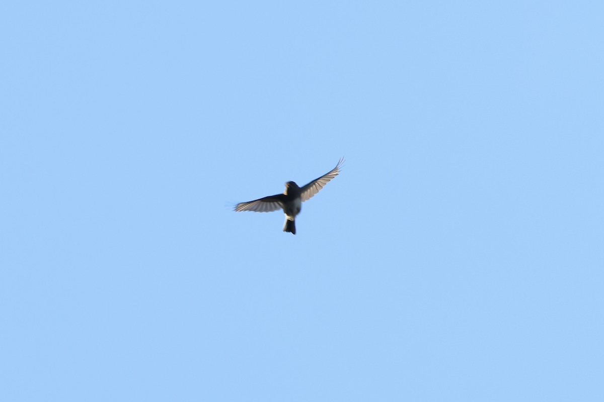 Dark-eyed Junco - ML643394942