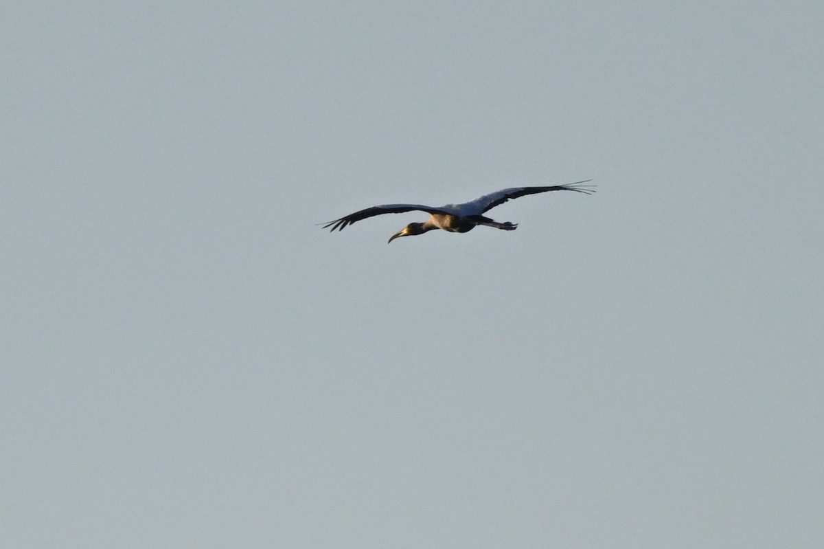 Wood Stork - ML643394959