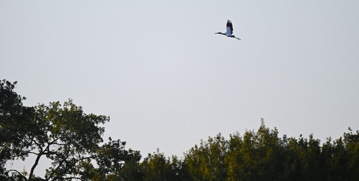 Wood Stork - ML643394961
