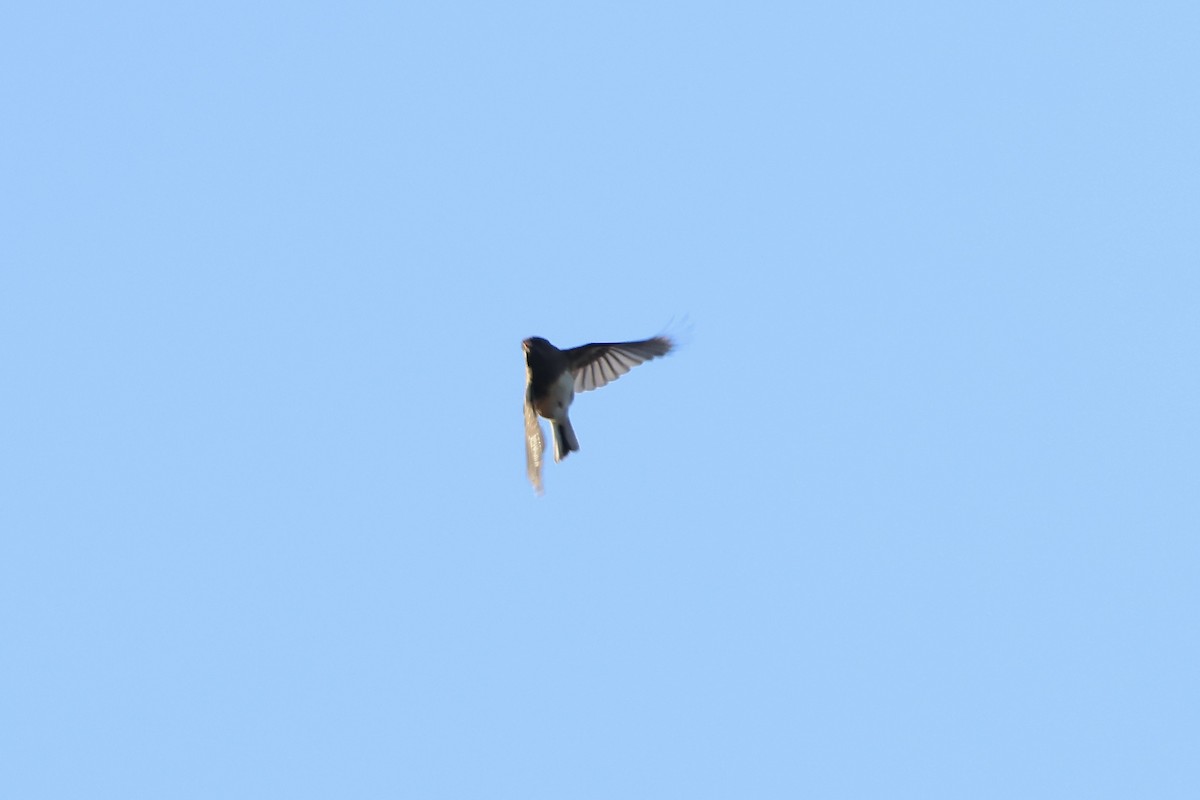 Dark-eyed Junco - ML643394965