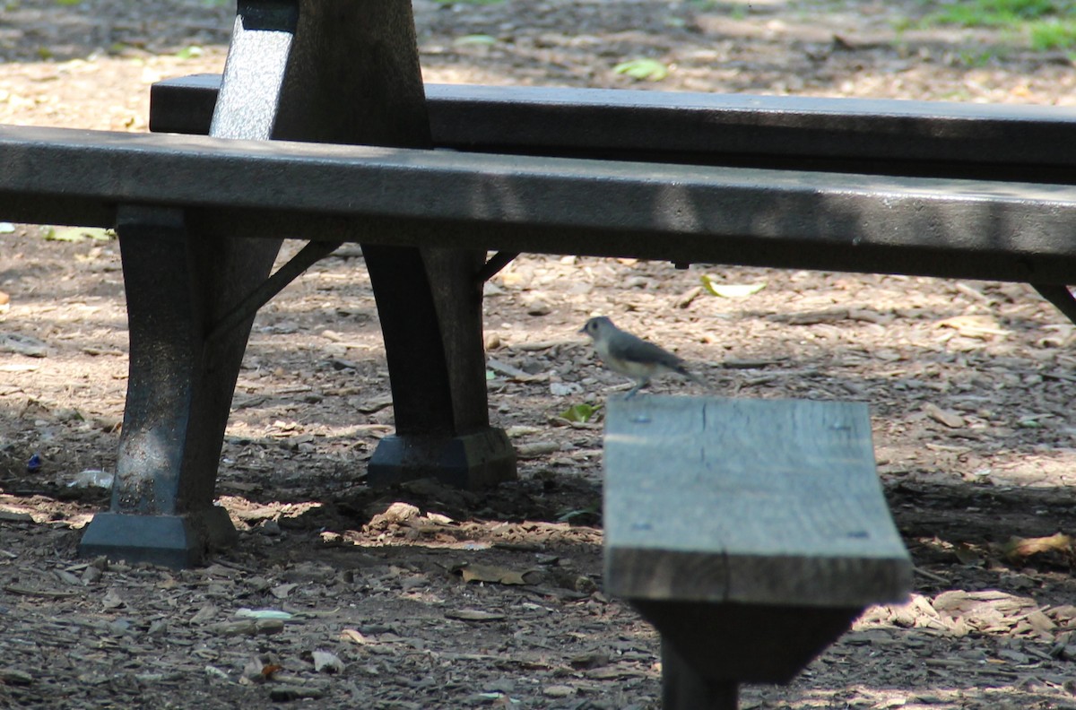 Tufted Titmouse - ML643394973