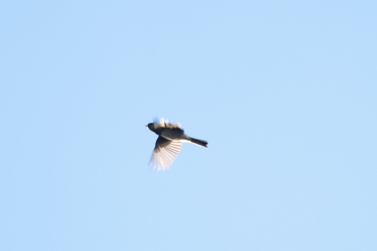 Dark-eyed Junco - ML643394976
