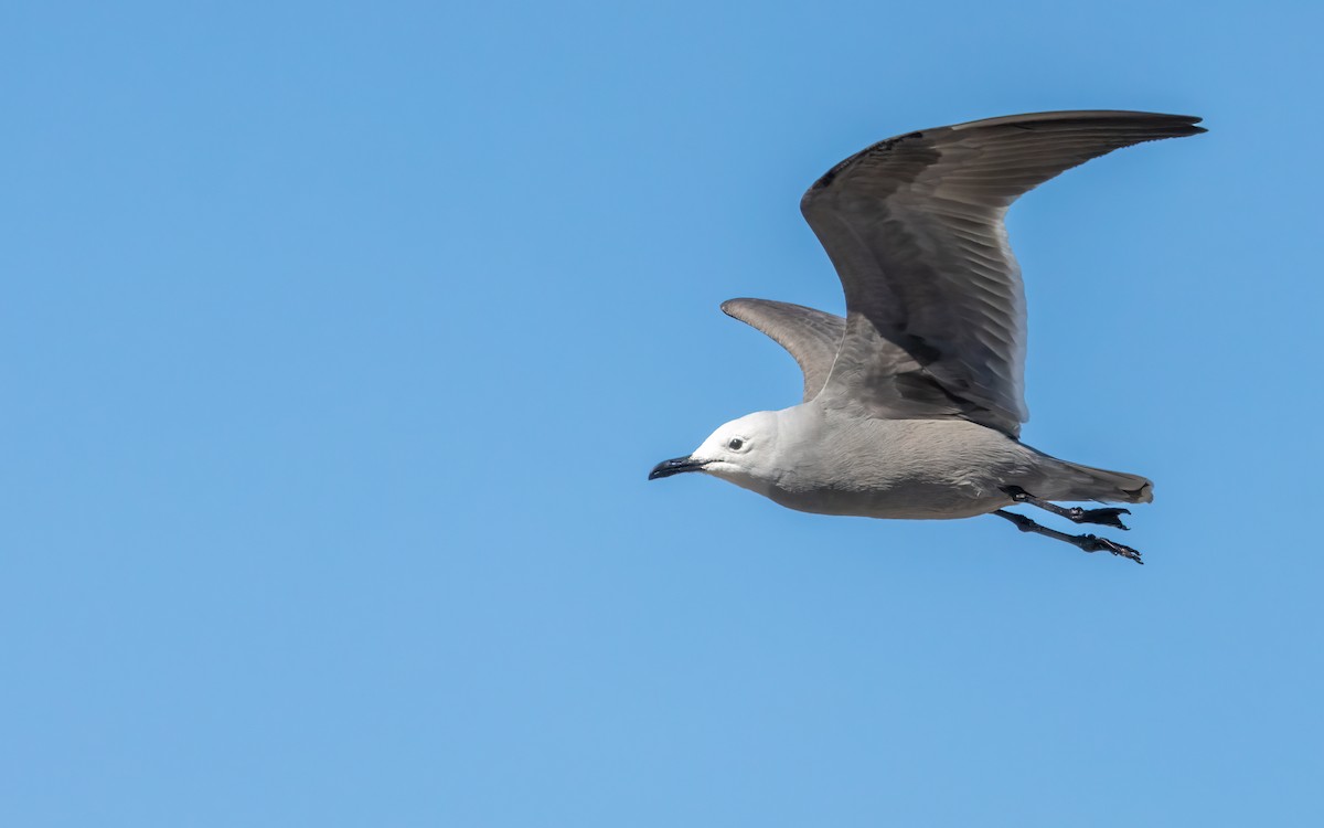 Gray Gull - ML643394978