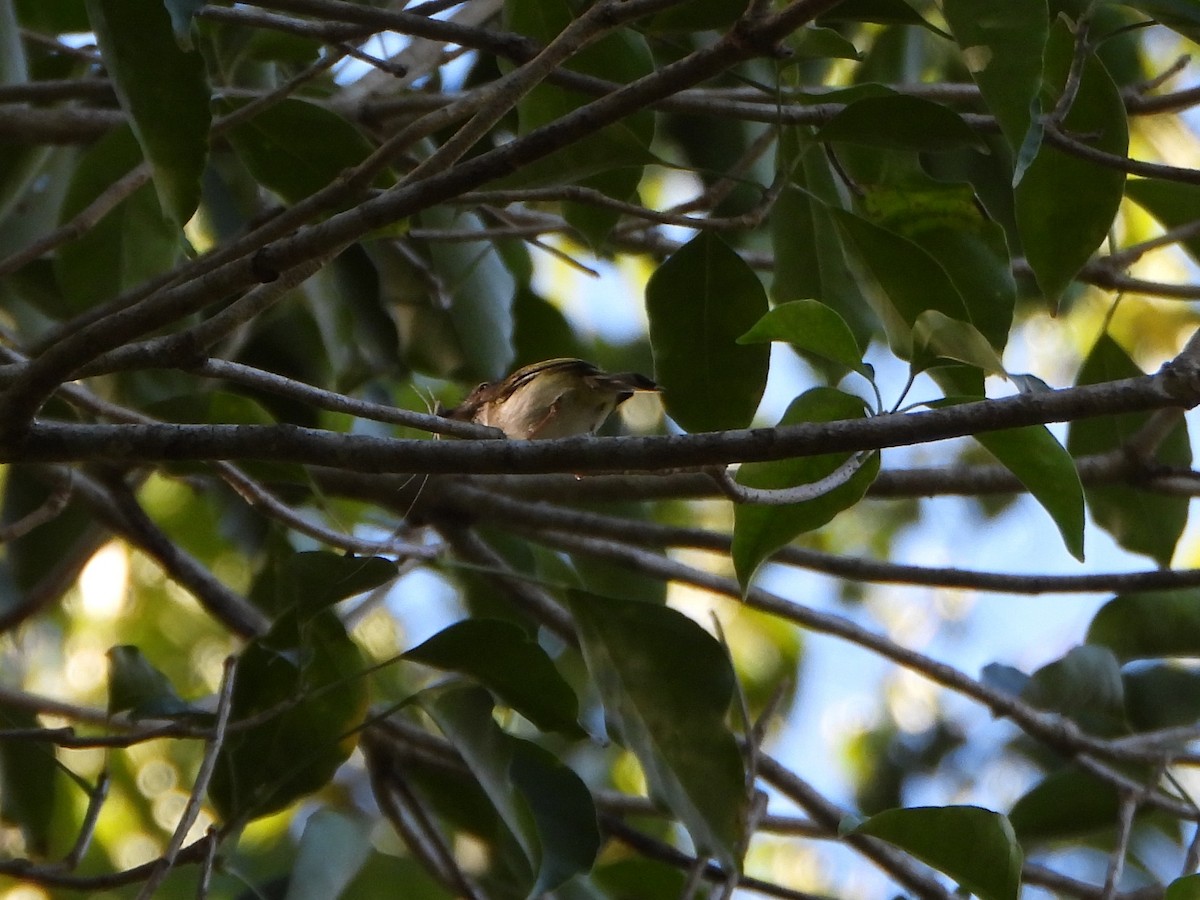 Pale-eyed Pygmy-Tyrant - ML643394982