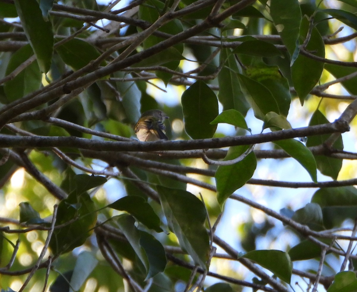 Pale-eyed Pygmy-Tyrant - ML643394983