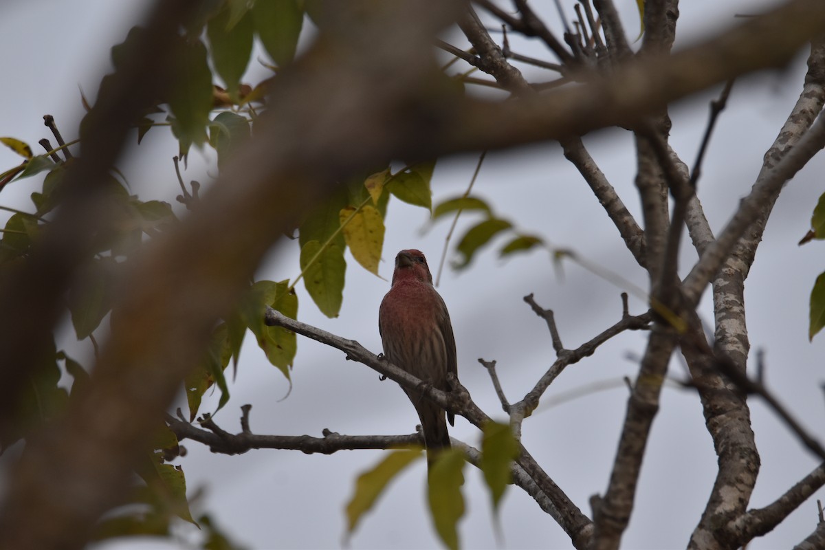 House Finch - ML643394997