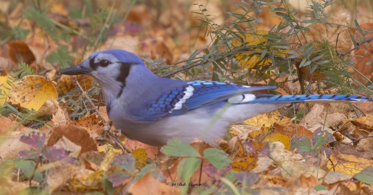 Blue Jay - ML643394999
