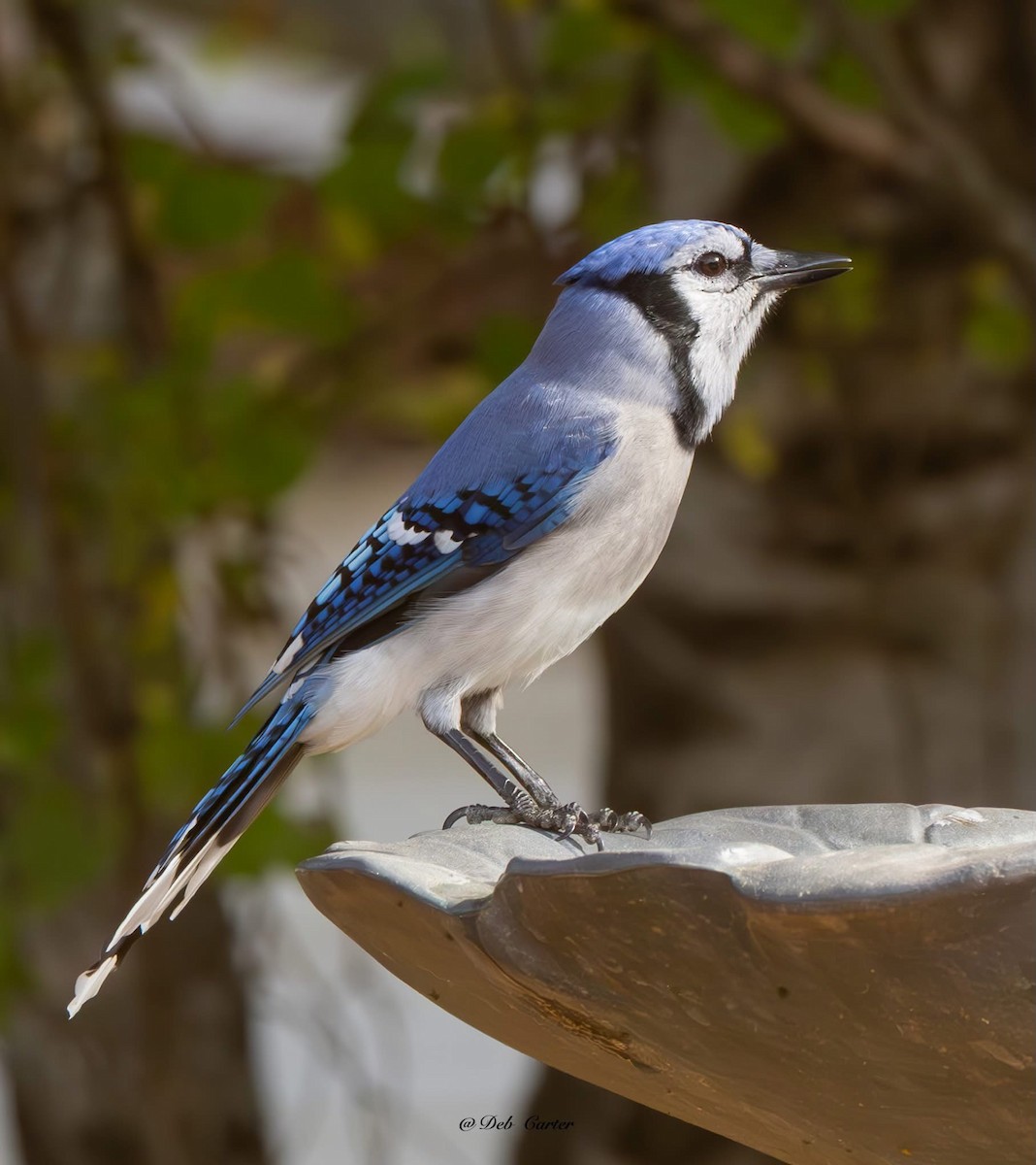 Blauhäher - ML643395000