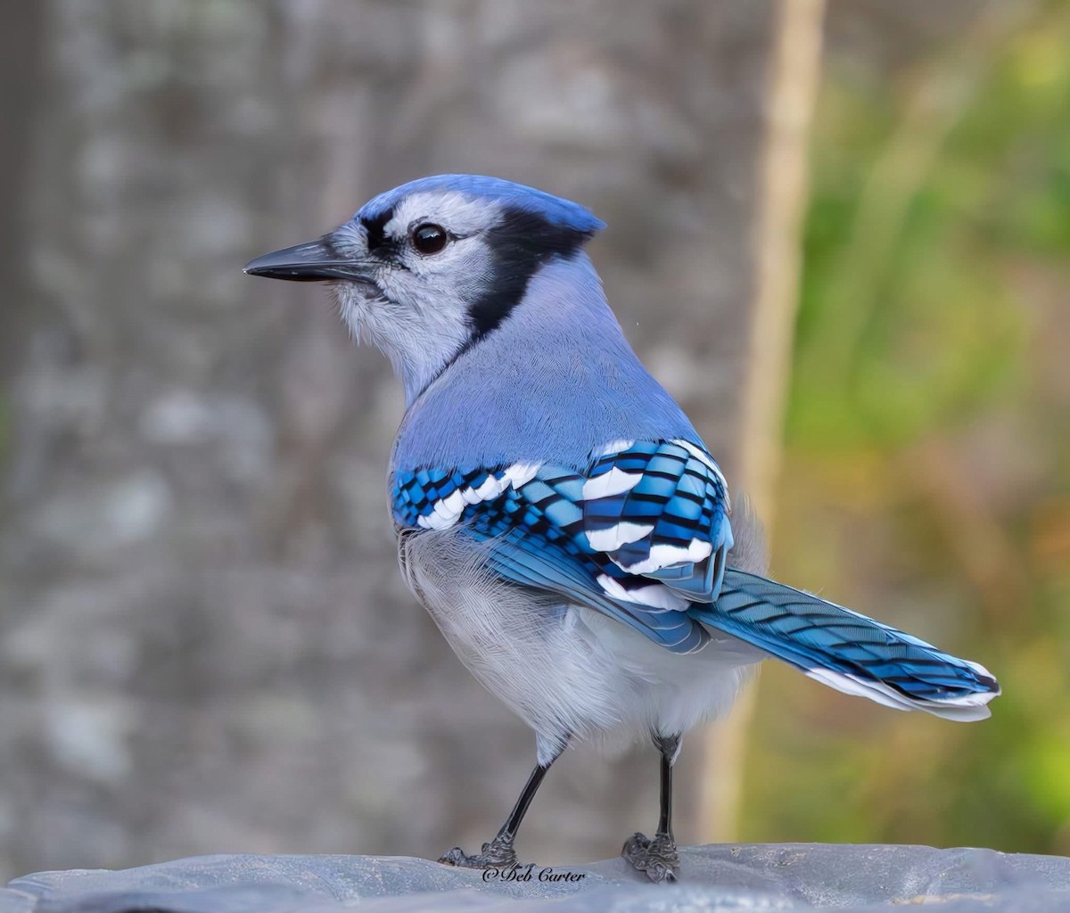 Blauhäher - ML643395001