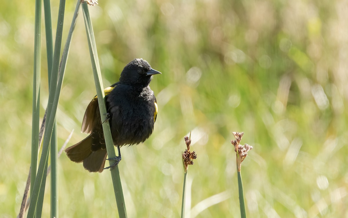 Yellow-winged Blackbird - ML643395010