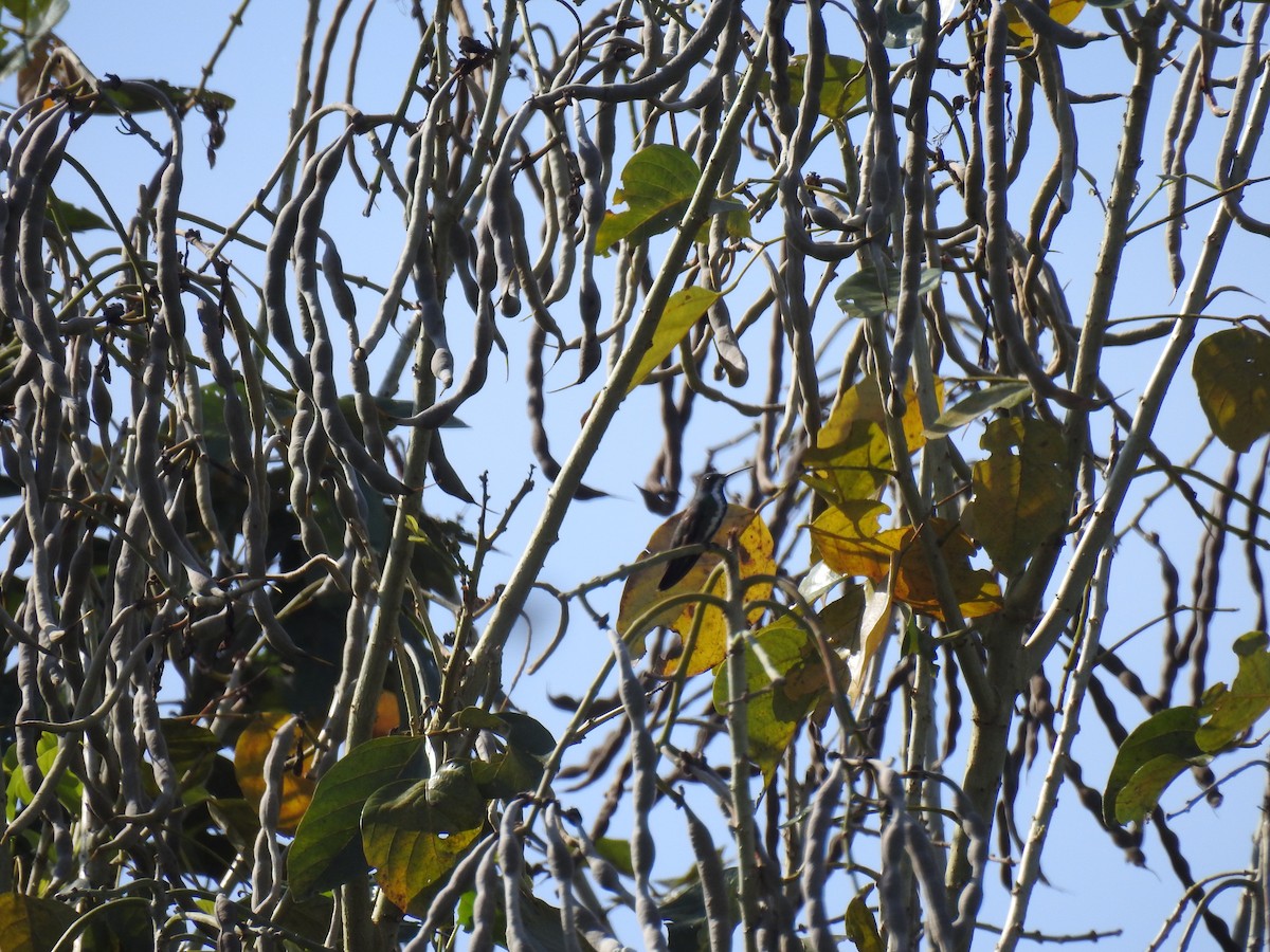 Black-throated Mango - ML643395021